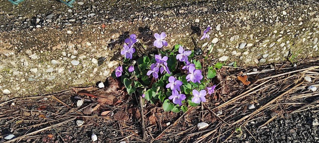 L’insegnamento della violetta
