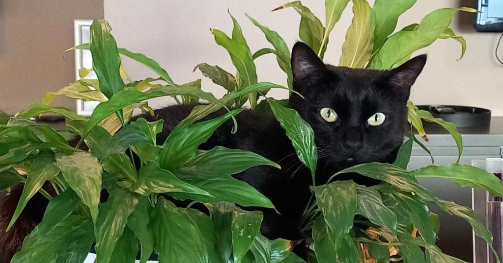 Leone, il Gatto Protagonista della Mia Vita