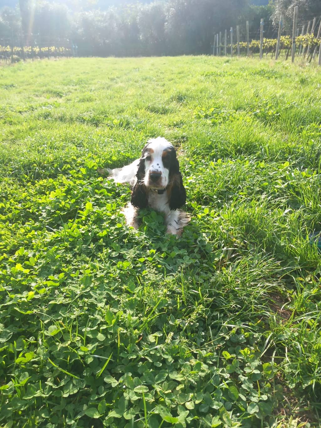 Recondita armonia: l’arte di chiamarsi Tosca